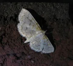 Ironweed Root Moth thumbnail 4