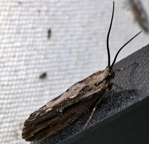 Say's Giant Caddisfly