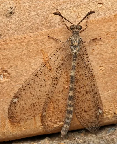 Sacken's Antlion