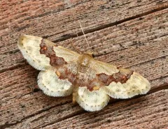 Idaea gemmata thumbnail 1