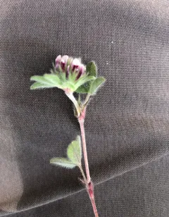 double-head clover thumbnail 3