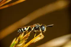 Western Queen Ant Kidnapper thumbnail 3
