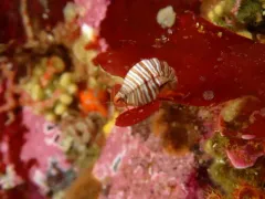 Thorlaksonius brevirostris thumbnail 4