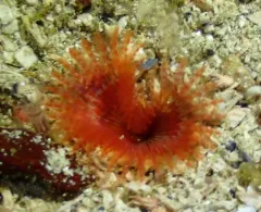Chone aurantiaca thumbnail 4