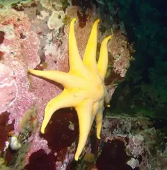 Orange Sun Star thumbnail 3