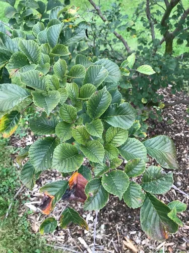 large-fruited elm