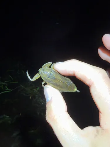 Uhler's Giant Water Bug