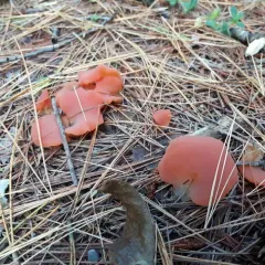 Apricot Jelly thumbnail 2
