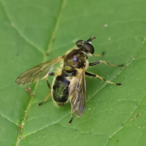 Common Wood Fly