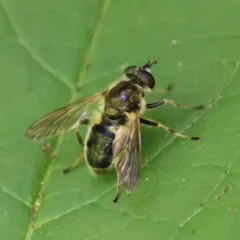 Common Wood Fly thumbnail 1
