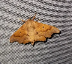 Scalloped Sack-bearer Moth thumbnail 2