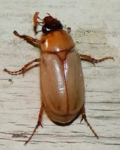 Cyclocephala longula