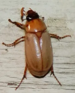 Cyclocephala longula thumbnail 1