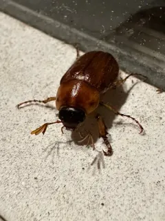 Northern Masked Chafer thumbnail 2