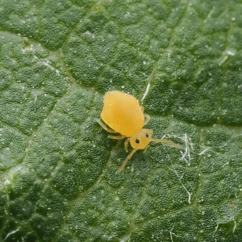 Deuterosminthurus russatus