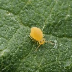 Deuterosminthurus russatus thumbnail 1