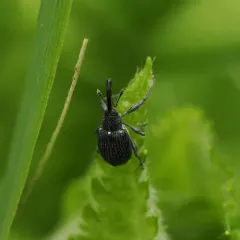 Strawberry blossom weevil thumbnail 2