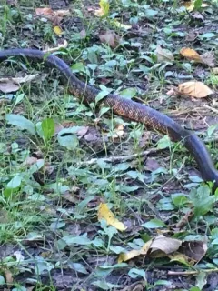 Western Ratsnake thumbnail 3