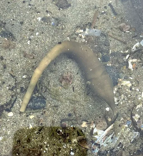 Pacific Peanut Worm