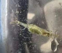 Mississippi Grass Shrimp thumbnail 2