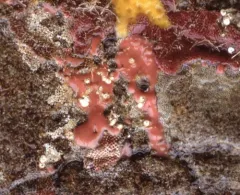 Aplysilla glacialis thumbnail 3