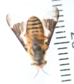 Chrysops proclivis thumbnail 3