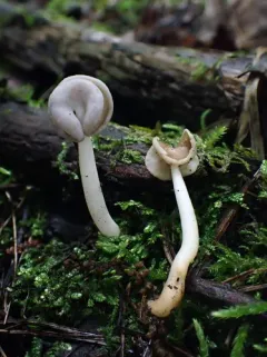 Helvella levis thumbnail 4