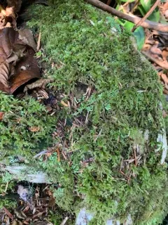 cold brachythecium moss thumbnail 1