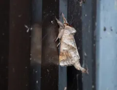 Angle-lined Prominent thumbnail 4