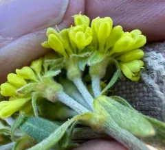 Jaynes Canyon buckwheat thumbnail 2