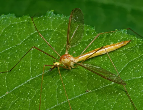 Nephrotoma tenuis