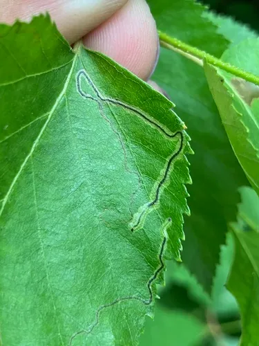 Drab Birch Pigmy