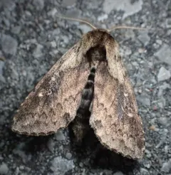 Black-tailed Diver Moth thumbnail 3