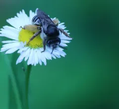 Melissodes subillatus thumbnail 4