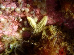 Green Slender Sea Star thumbnail 3