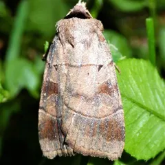 Pale-banded Dart thumbnail 2