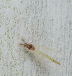 Endochironomus nigricans thumbnail 3