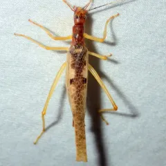 Two-spotted Tree Cricket thumbnail 2