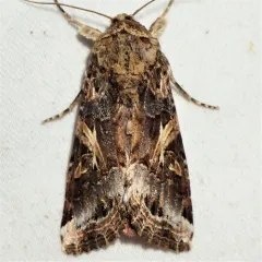 Yellow-striped Armyworm Moth thumbnail 2