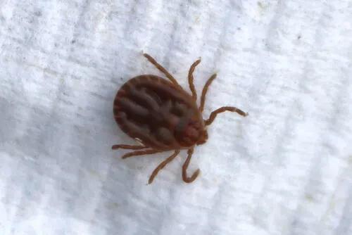 Asian Longhorned Tick