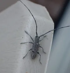 Microgoes oculatus thumbnail 2