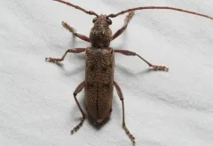 Brothylus gemmulatus thumbnail 3