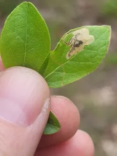 Lyonetia latistrigella thumbnail 4