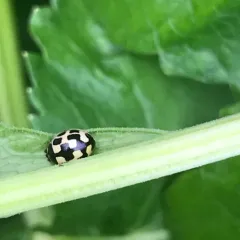 Fourteen-spotted Lady Beetle thumbnail 4