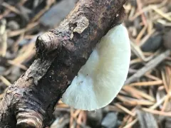 Crepidotus circinatus thumbnail 2