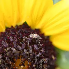 Red-lipped Green Lacewing thumbnail 4