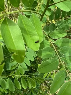 Agrilus parvus thumbnail 3