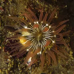warty columned anemone thumbnail 3