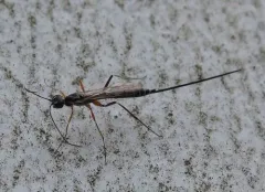 Podoschistus vittifrons thumbnail 4