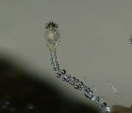 Pilobolus heterosporus